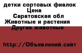 детки сортовых фиалок › Цена ­ 50 - Саратовская обл. Животные и растения » Другие животные   